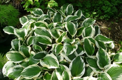 Hosta patriot